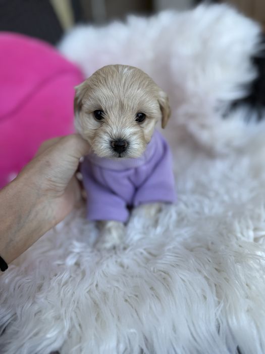 Мальтипу цуценята породисті