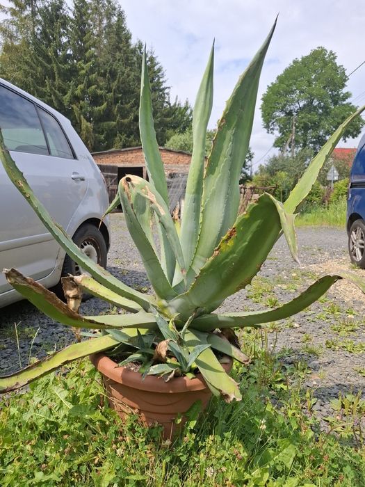 Agawa ogrodowa sprzedam
