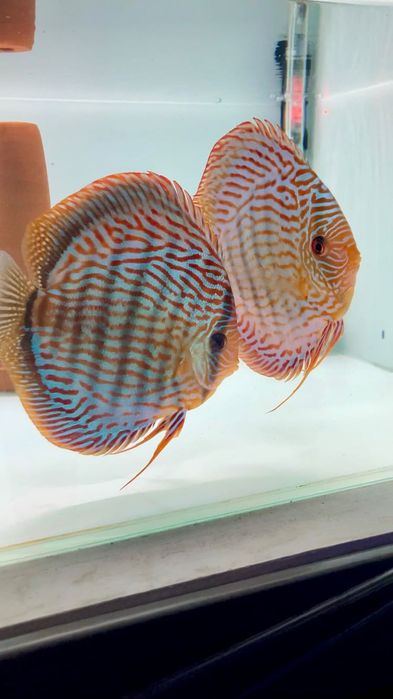 Casais peixe Disco