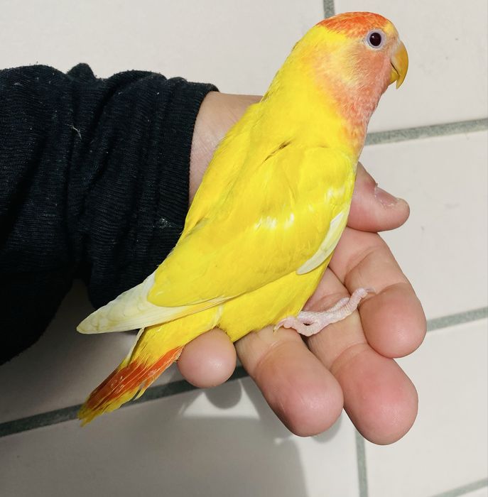 Agapornis domesticado