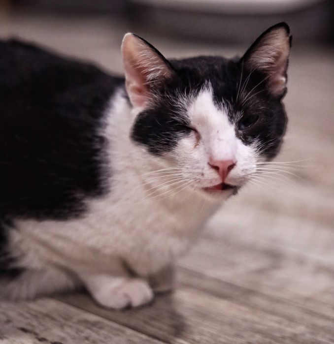 Feliks – mały kot, wielka osobowość!