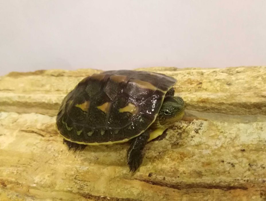 Żółwie chińskie wodno-lądowe