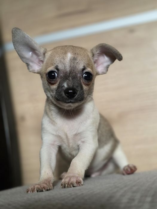 CHIHUAHUA piesek szczenię z metryką chip do odbioru
