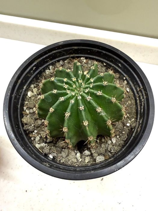 Церопегия, гинура, фиалка, руэлия, кактус