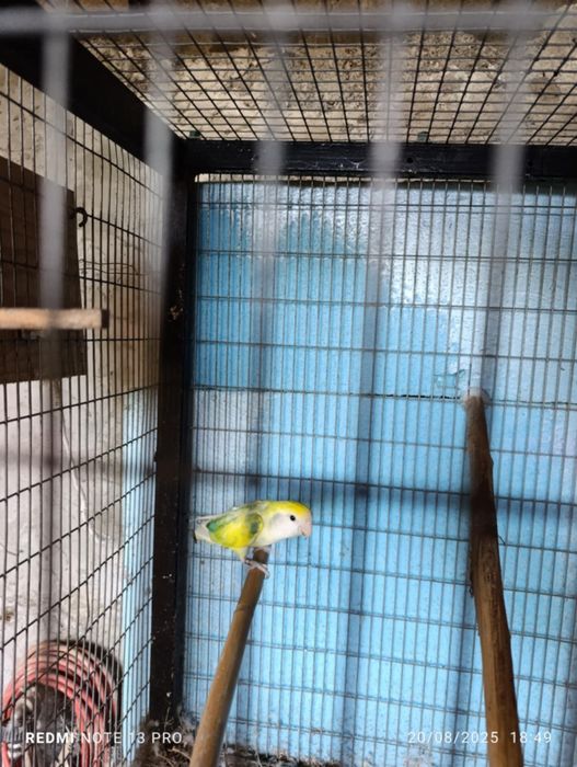 Agapórnis agapone macho