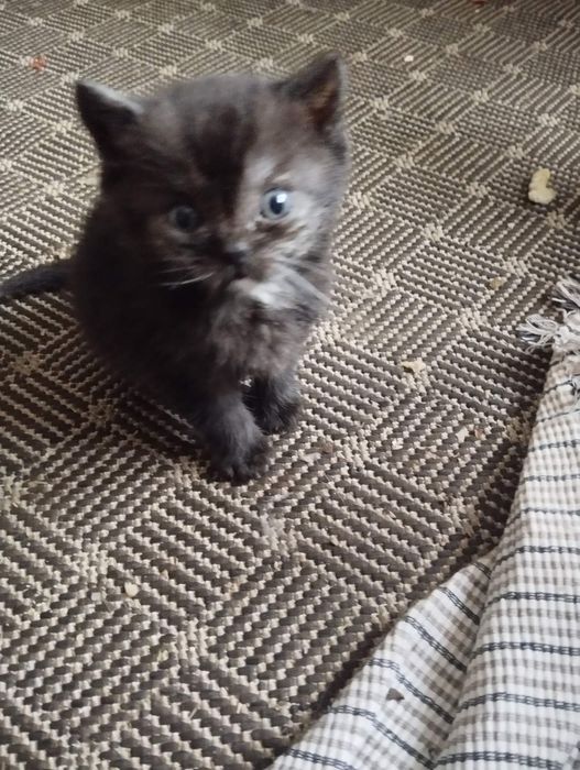 Кошенята британці