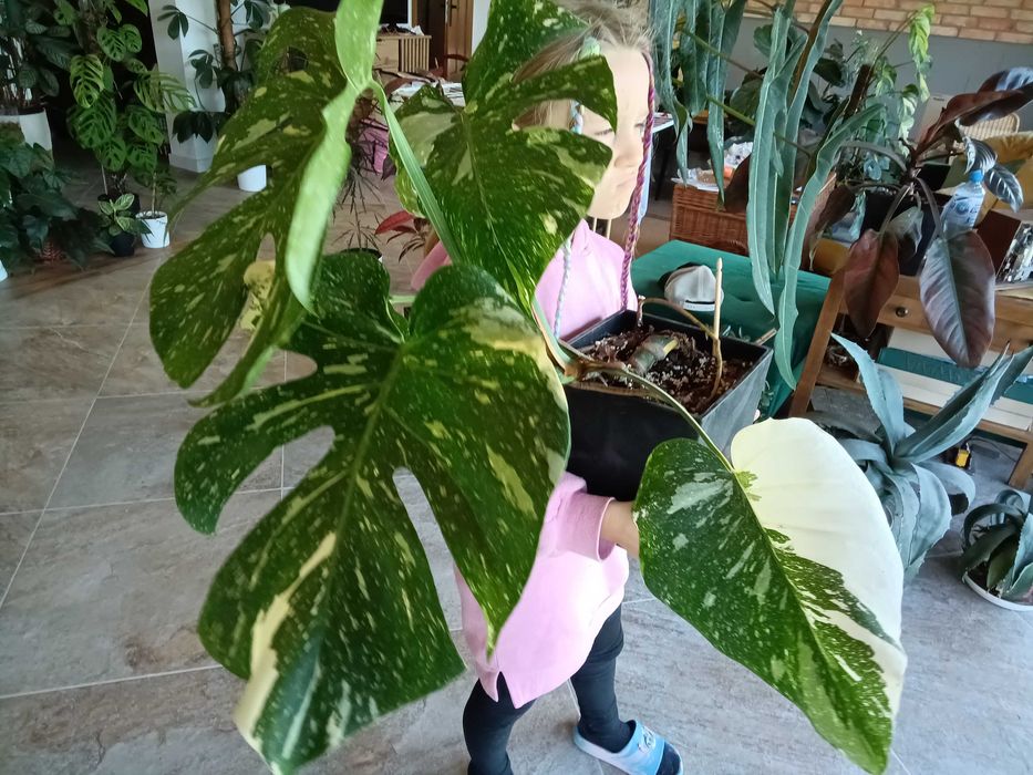 monstera thai constelation wysylka creme bruele