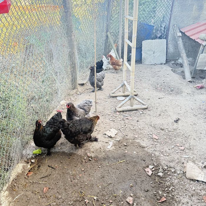 galinhas Brahmas