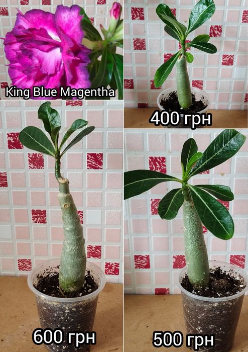 Аденіум щеплений Amaryllis