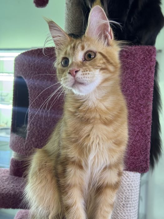 Девочка мейн кун