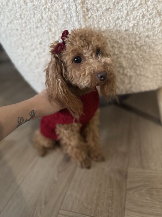 Pudel TOY  piękna suczka red brown, gotowa do odbioru na już