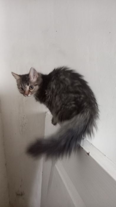 Отдам котят бесплатно