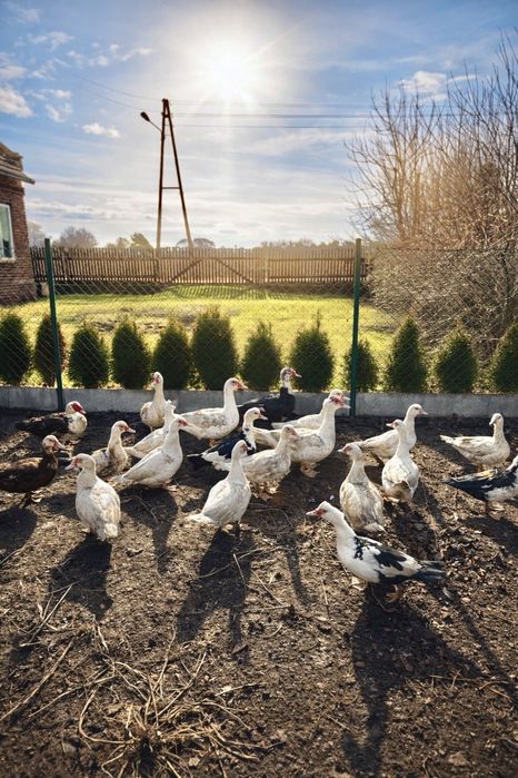 Kaczki francuskie/piżmowe