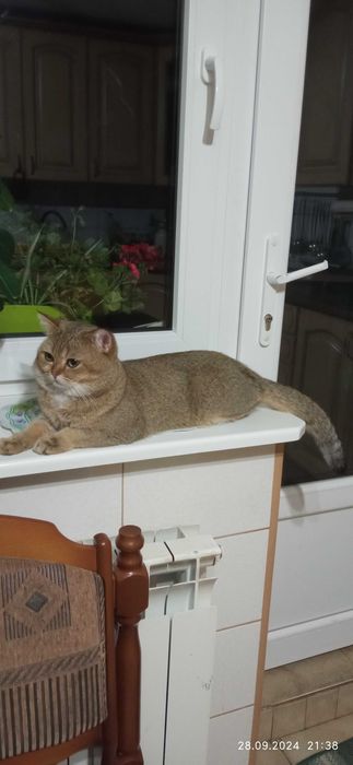 В'язка, Шотландський котик.