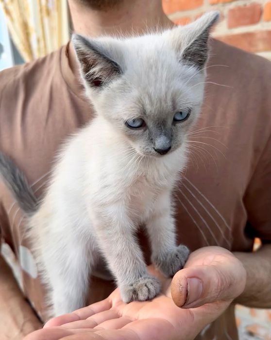 Сиамский котенок