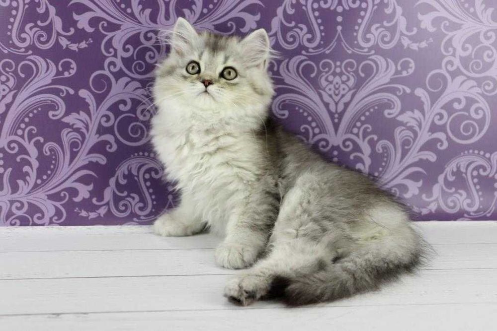 Очаровательная кошечка шотландской породы