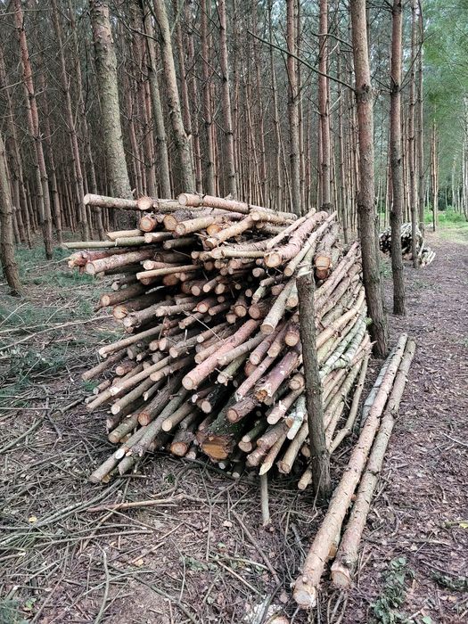 Drewno sosnowe opałowe