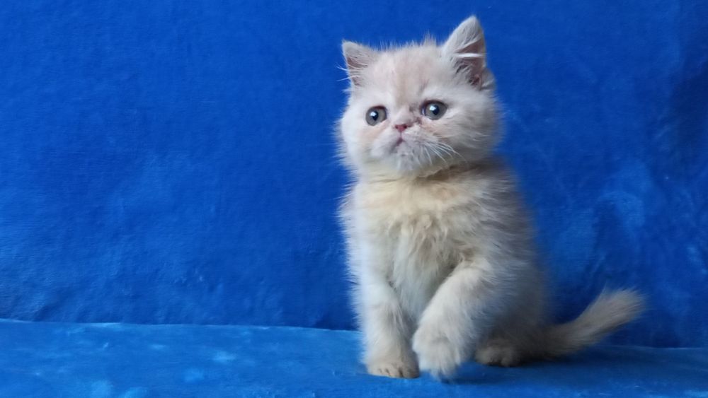 Кремовый мальчик экзот