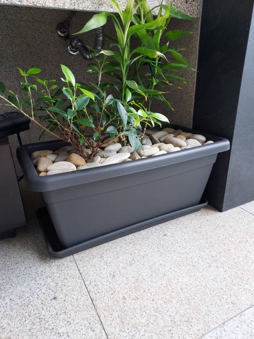 Vaso com plantas / Planter with living plants