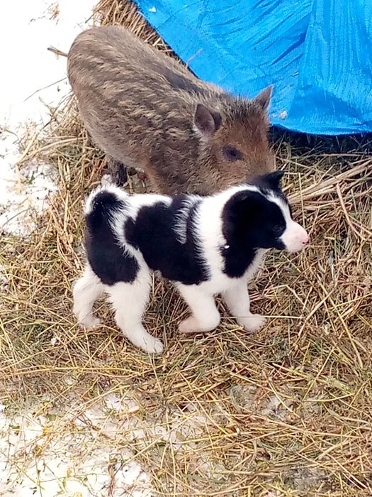Продаю Лайки цюциня на кунку по