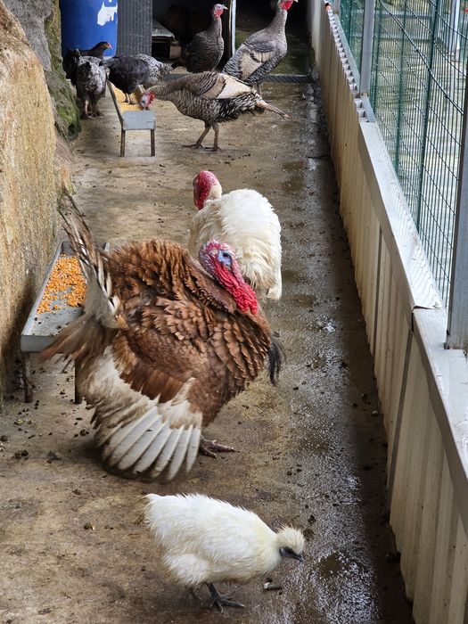 Vendo perus machos e fêmeas