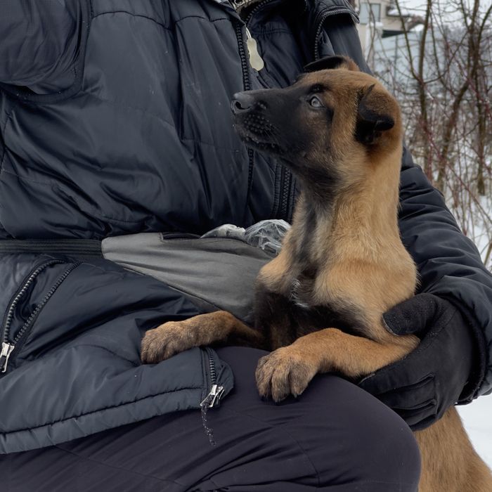 Преміум цуценята малінуа (дівчата) | КСУ