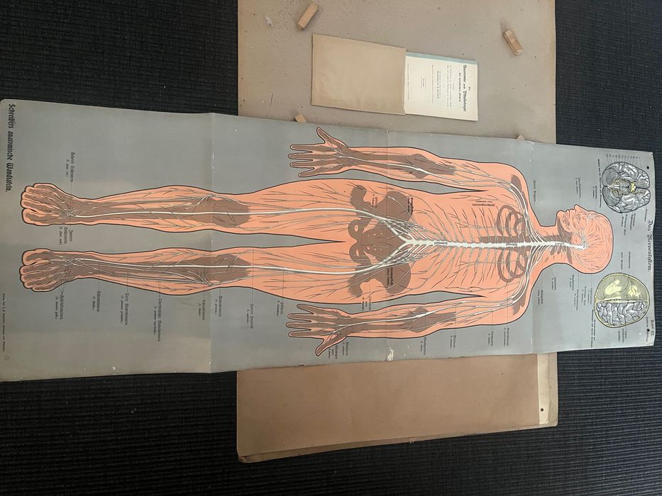 Tablice anatomiczne. Antyk. Schreibers Anatomische Wandtafel..