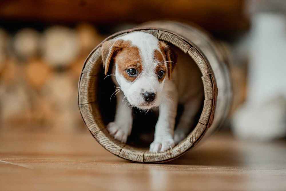 Parson Russell Terrier ZKwP