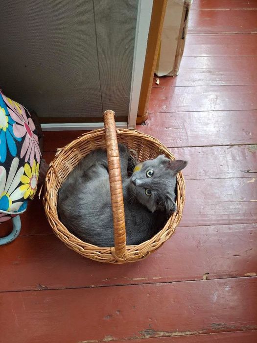 Красивые пушистые котята бесплатно