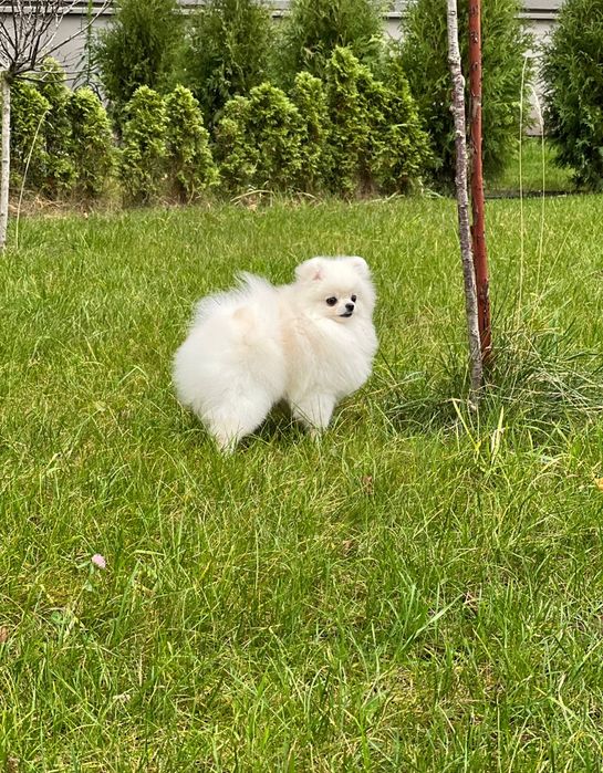 Мініатюрний померанський шпіц / шпиц — білий хлопчик, подарункова ціна
