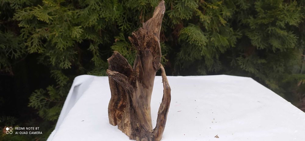 Niezwykły korzeń z otworem na wylot.