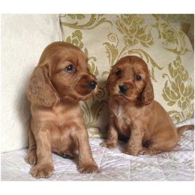 Ваш новий найкращий друг! Цуценята кокер-спанієля (1,5 міс.)