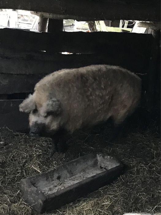 Продам домашню свинину ( м‘ясо угорської мангалиці )