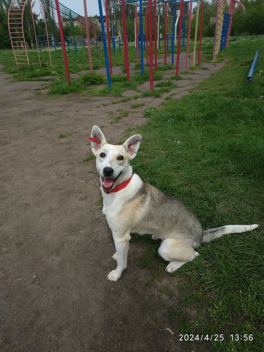 Собачка Хрюша шукає родину!