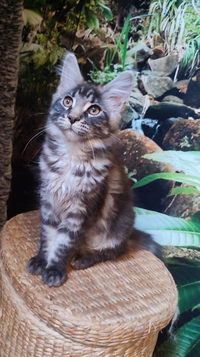 Koteczka MCO z Bluebona*Pl