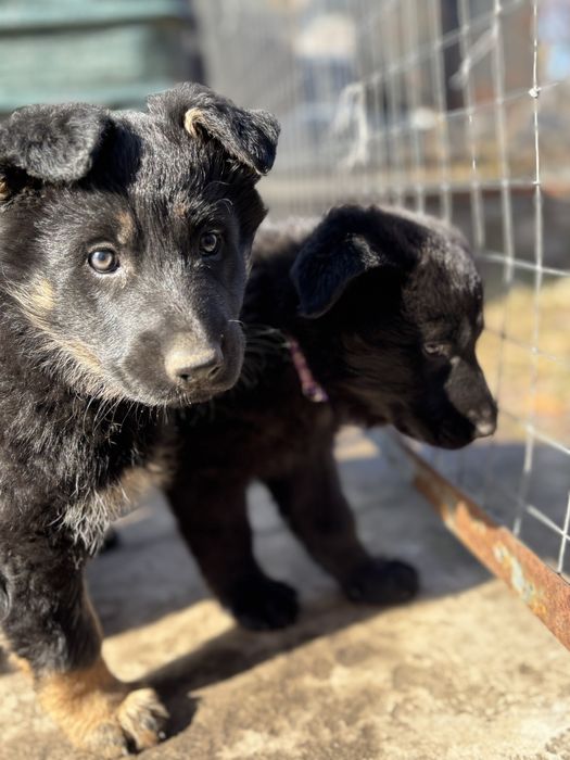 Дівчатка німецької вівчарки