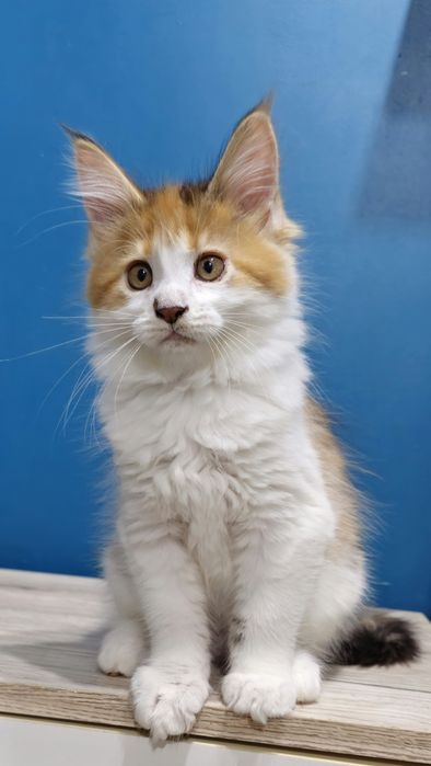 Szylkretowa Koteczka Maine Coon