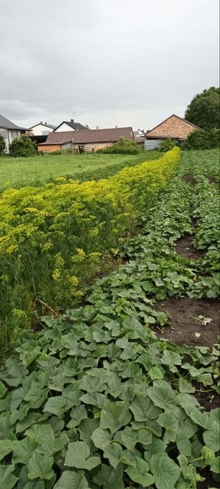Warzywa z własnego ogrodka