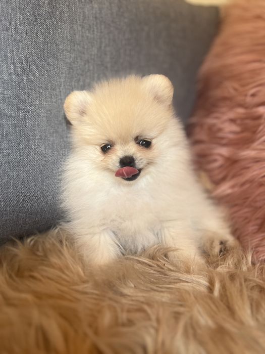 Szpic minaturowy pomeranian suczka