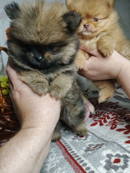 Шпіц Померанский шпиц  дівчата шпіцуля