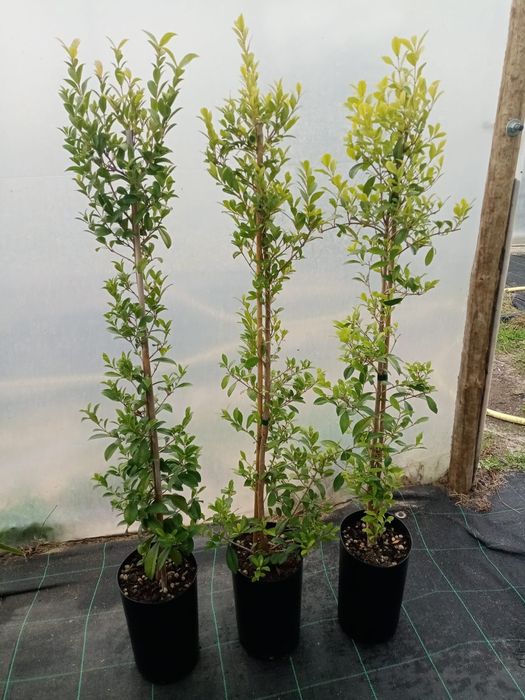 Eugénias Myrtifolia