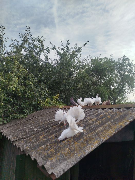 Продам голубку 2025р