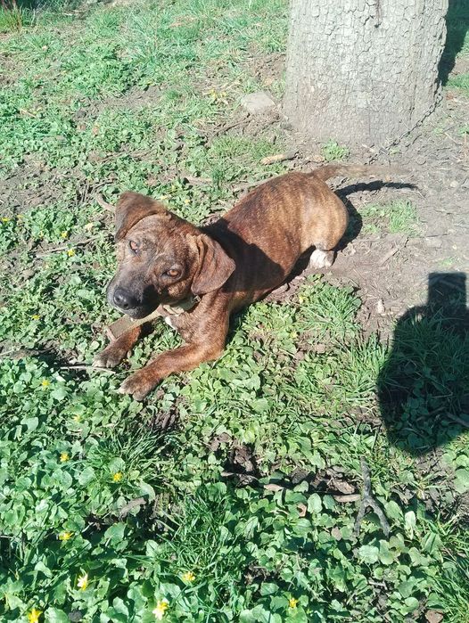 Віддам песика в добрі руки