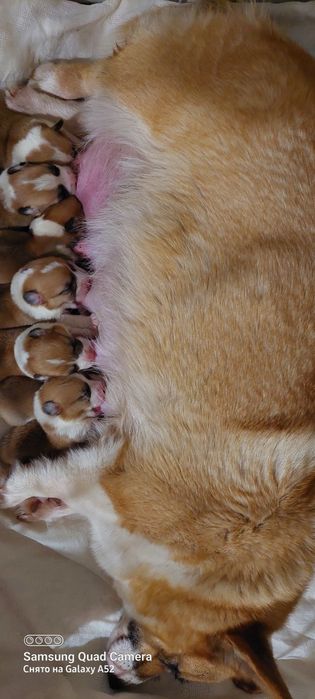 Чистокровные щенки с документами, супер Вельш Коржики