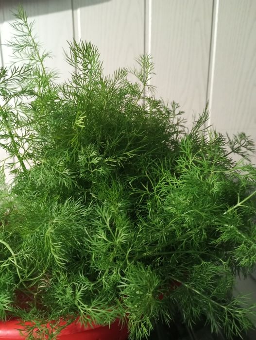 Продам кріп !!! У м.Кривий ріг