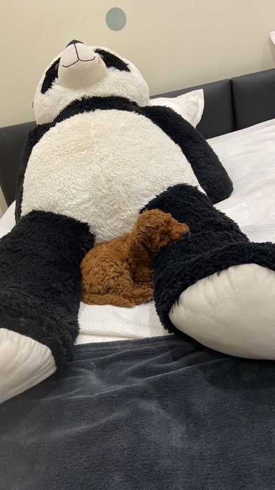 Lindo menino caniche