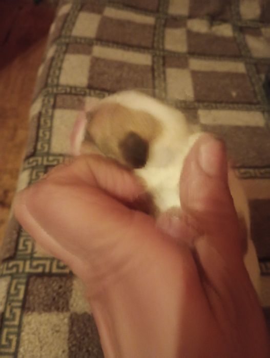 Oddam za darmo szczeniaki 5 szczenięta bez rasy2 dziewczyny i 3 hlopak