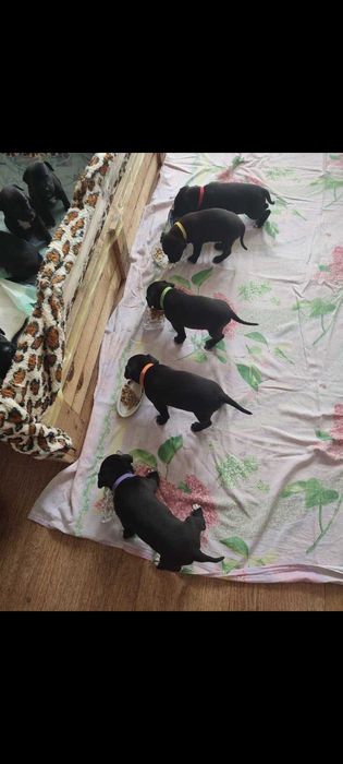 Продаж цуценят Американського стаффоршидського терьера