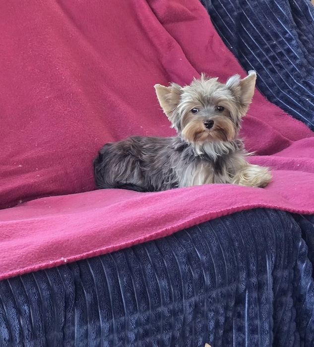 Piesek roczny Yorkshire terrier