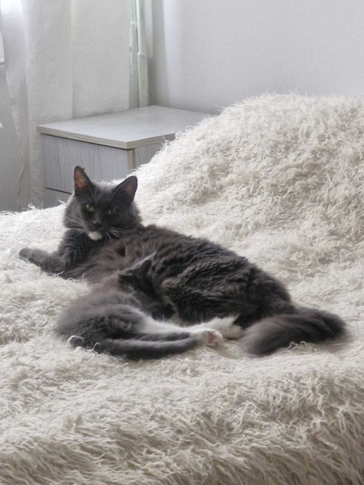Kotka Maine Coon CLEO